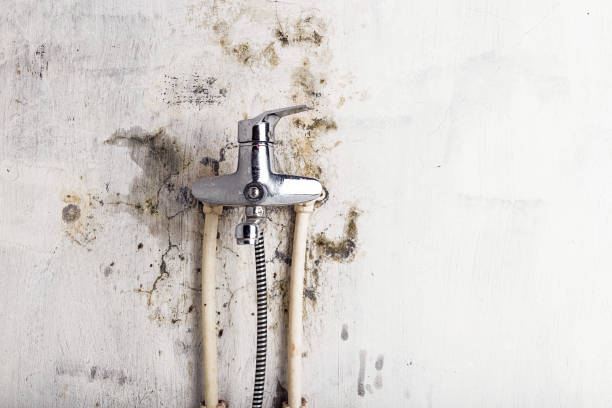 Best Toxic Mold Removal  in Nisswa, MN
