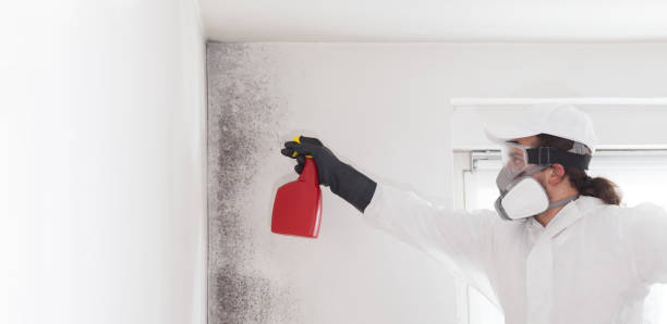 Best Mold Damage Repair  in Nisswa, MN