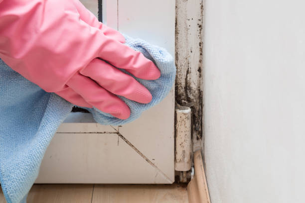Best Mold Testing  in Nisswa, MN